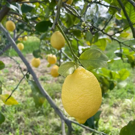 빌라 Citrus, Between Etna And The Sea 아치레알레