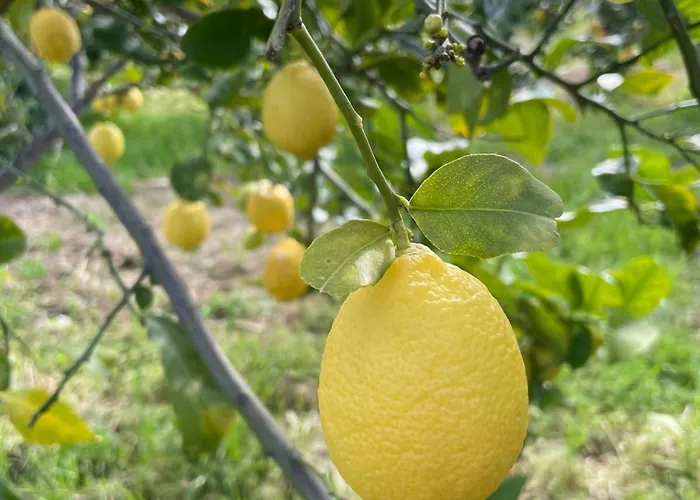 Citrus, Between Etna And The Sea